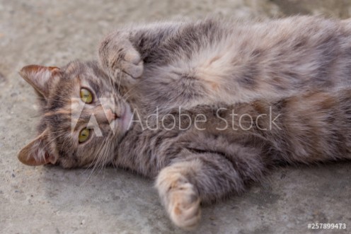 Bild på The young gray cat lies on her back on the concrete